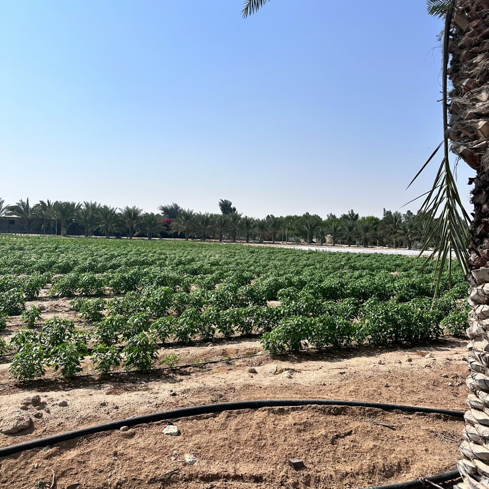 زرع سمسمه 105 الف متر للبيع - 8
