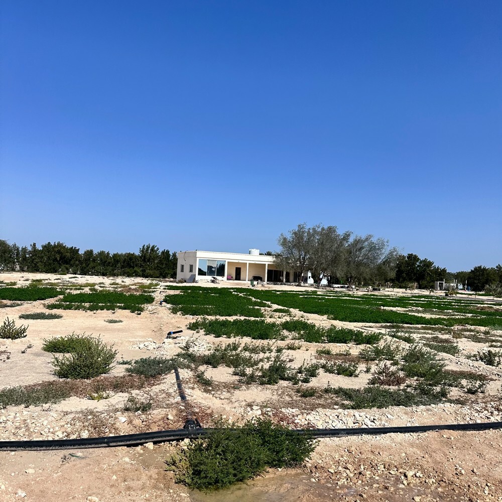 زرع سمسمه 105 الف متر للبيع - 24