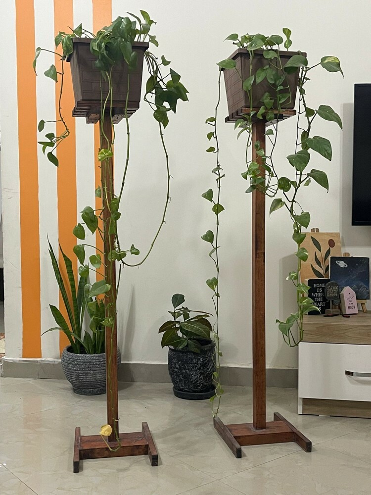 Plants, pot and stand for sale  - 1