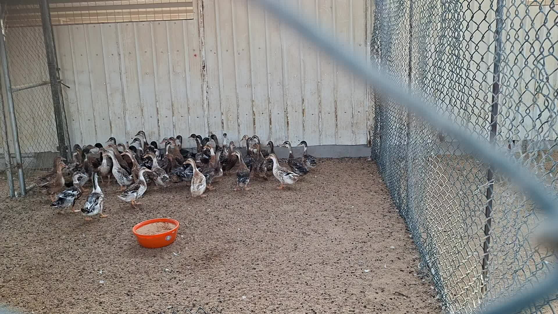 Duck Brown - 1
