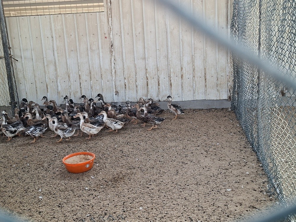 Duck Brown - 2