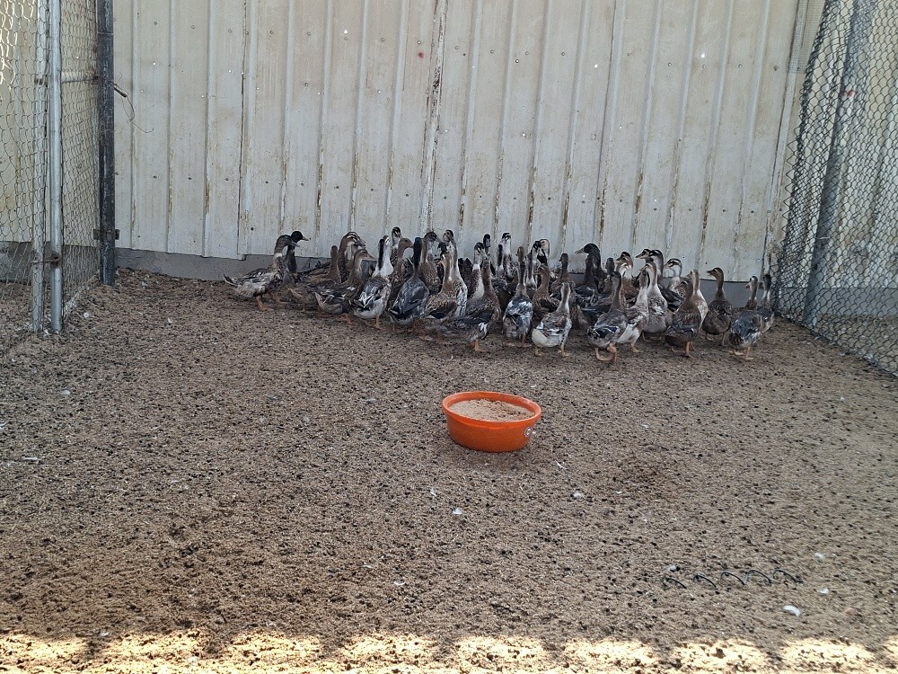 Duck Brown - 3