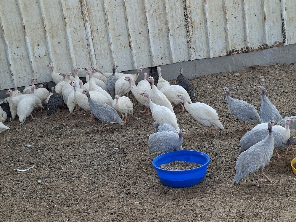 chicken Habishi - 1