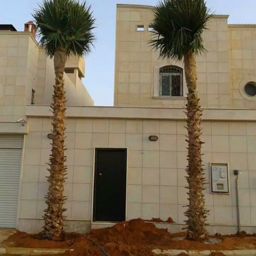 لتكريب النخيل 55079950 - 8