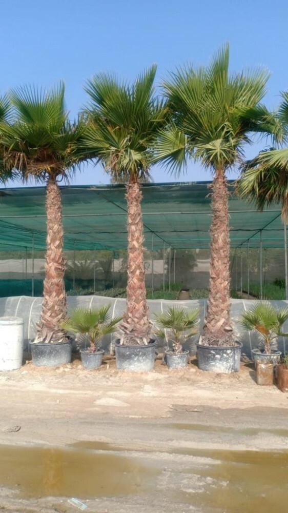 لتكريب النخيل 55079950 - 7