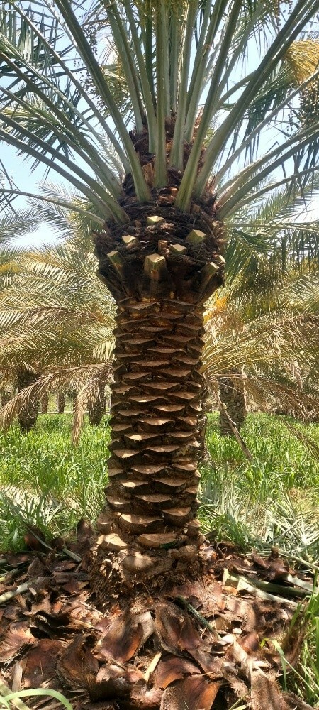 لتكريب النخيل 55079950 - 10