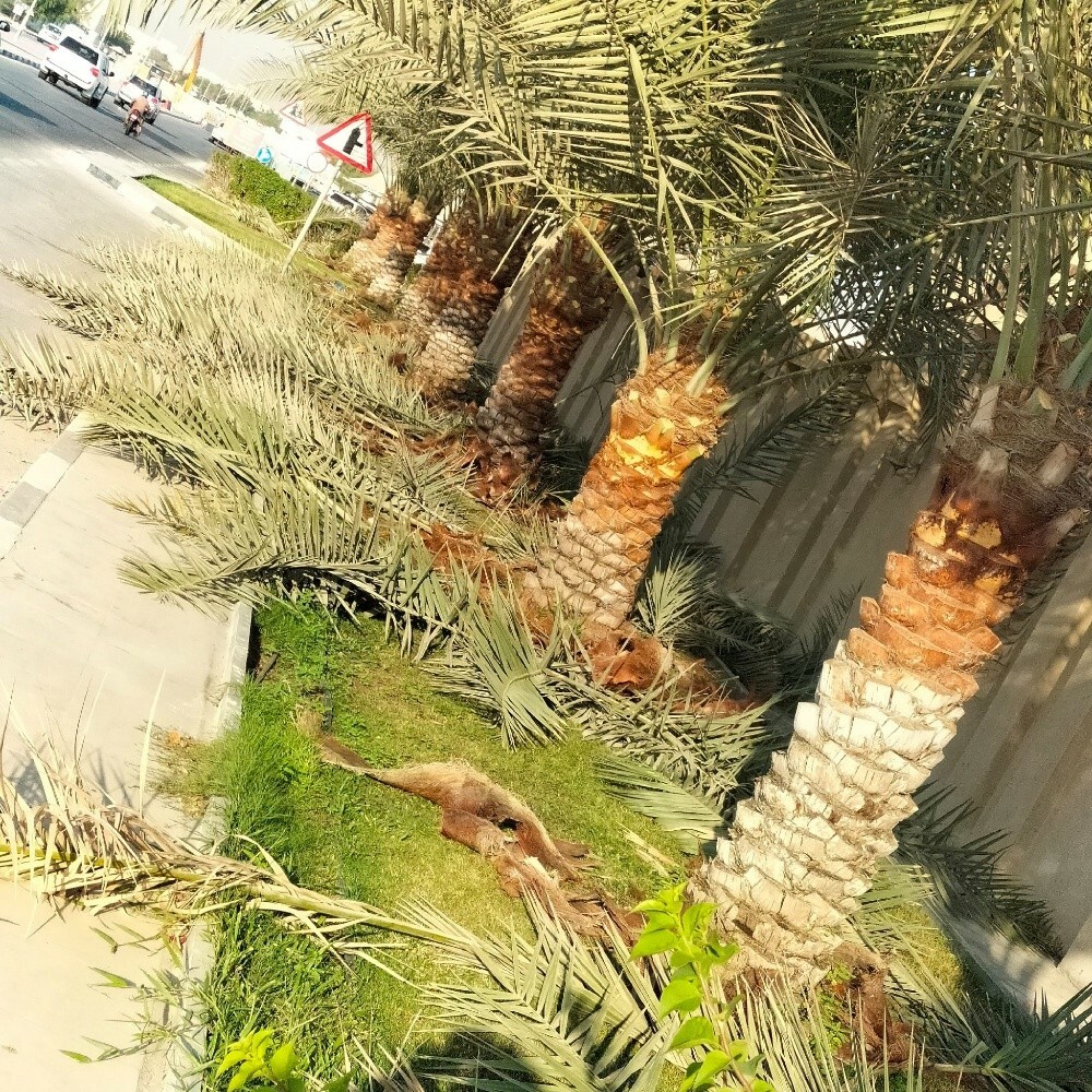 لتكريب النخيل 55079950 - 2