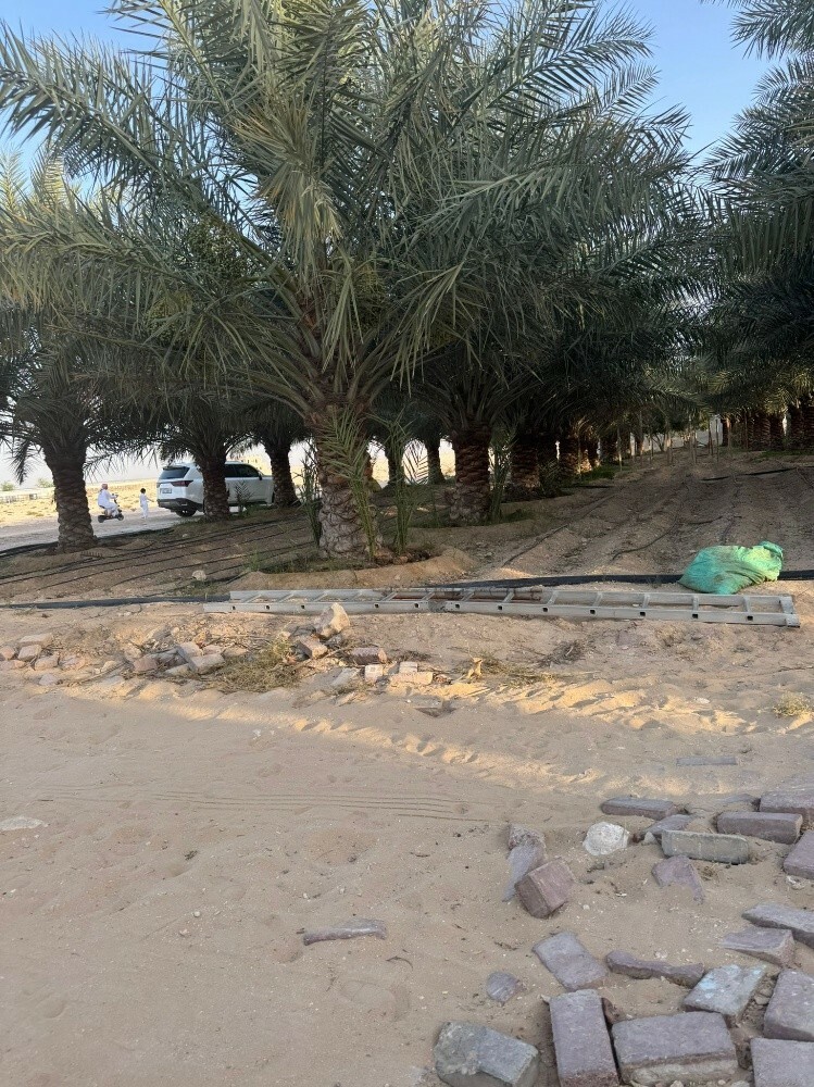 نخل - 4