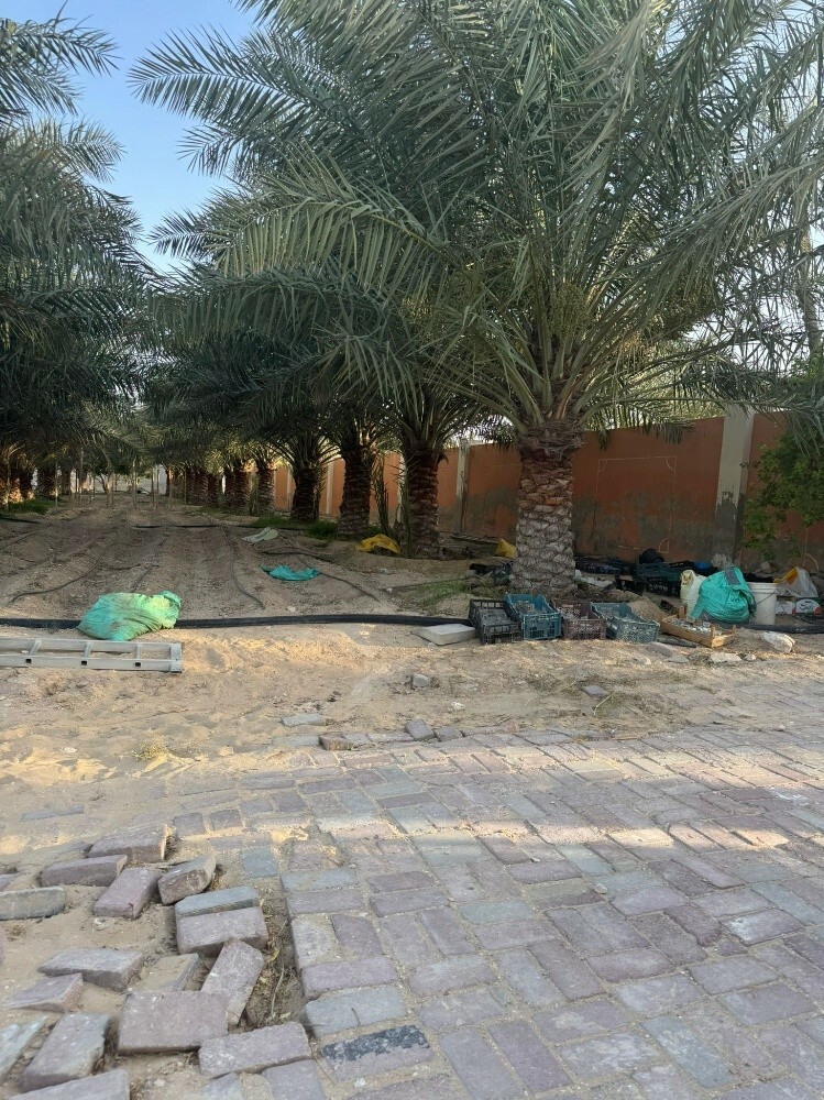 نخل - 5