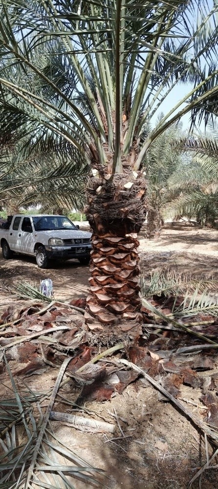 نخل - 1