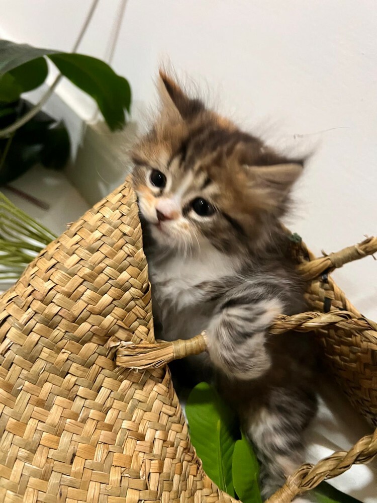 kittens for Sale - Last Two  - 4