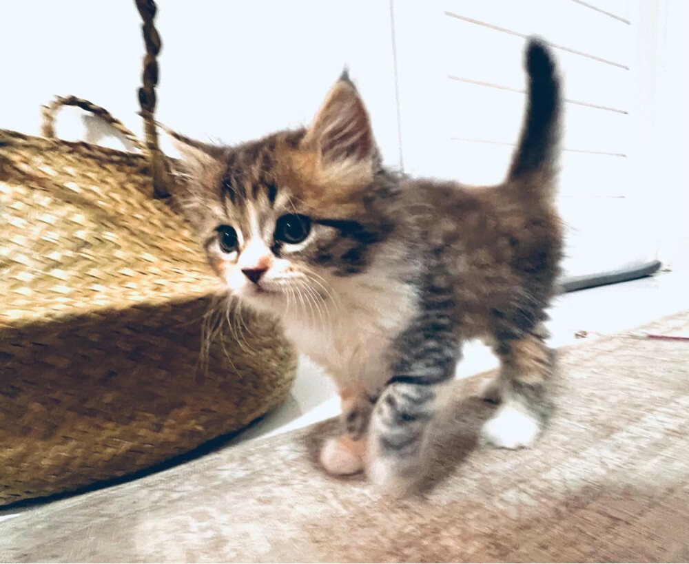 kittens for Sale - Last Two  - 5