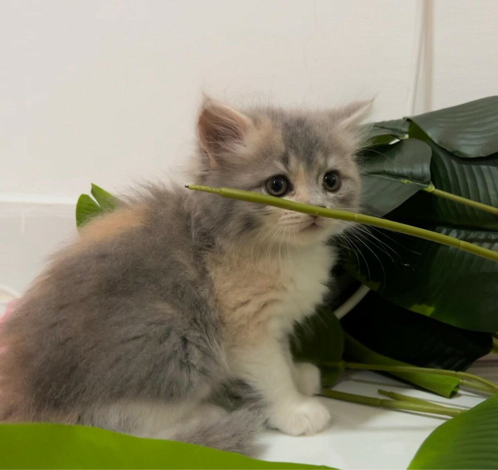 kittens for Sale - Last Two  - 6