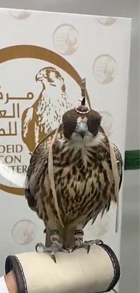 مطلوب قرموشة حرار وسعر معقول  - 1
