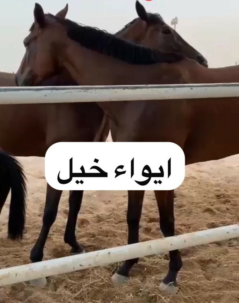 ايواء خيل في مزرعة الشحانية - 1