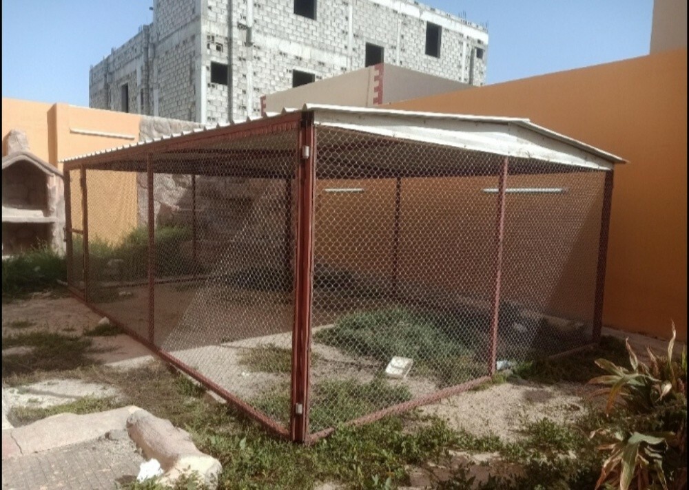 قطعتين حمام  ريال - 2