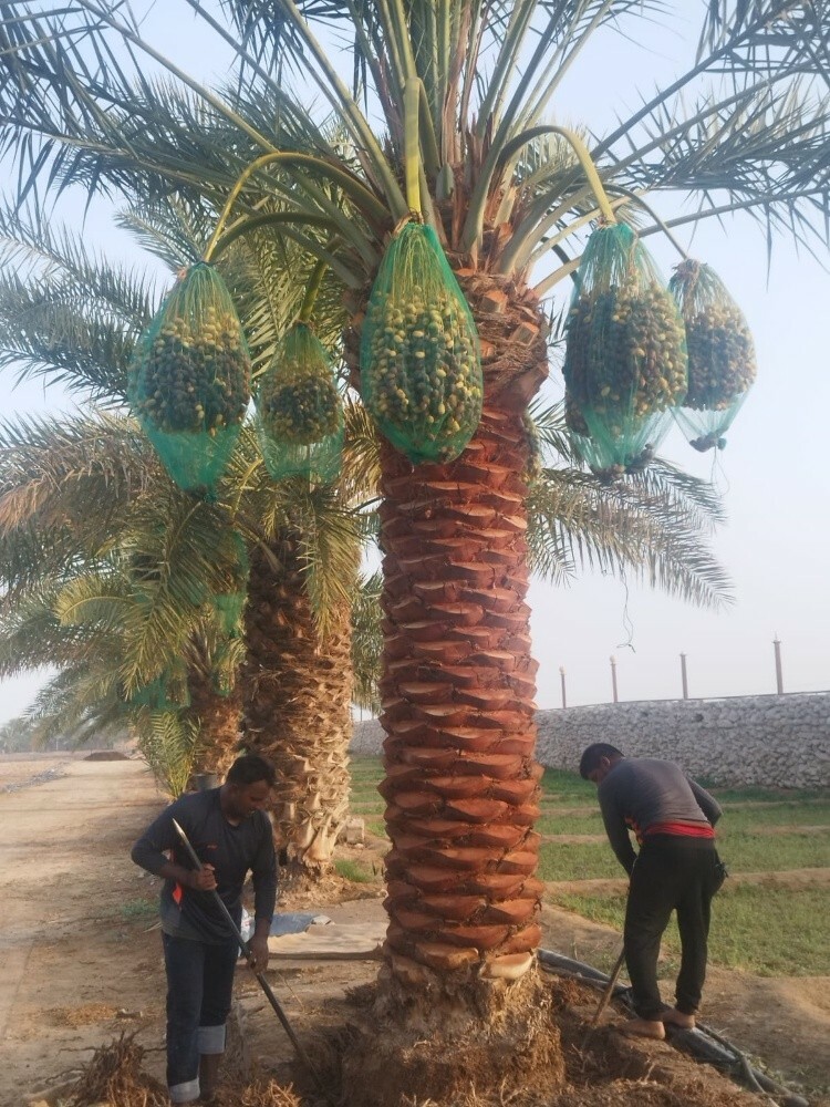 نخيل - 3