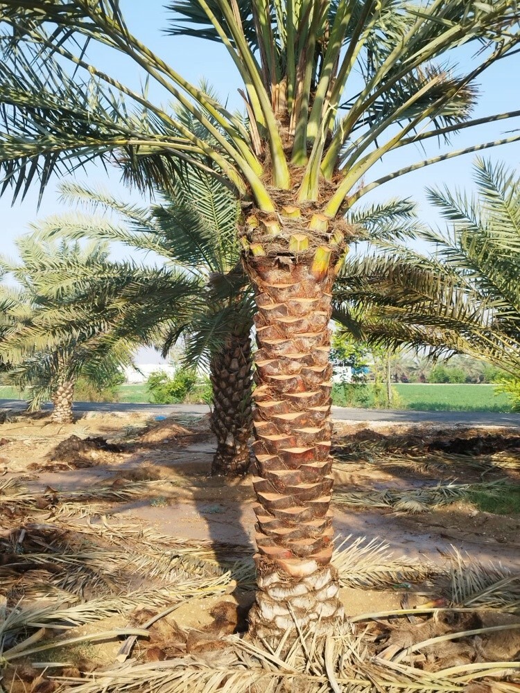 نخيل - 2