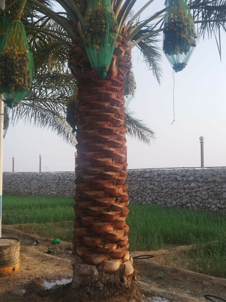 نخيل - 4