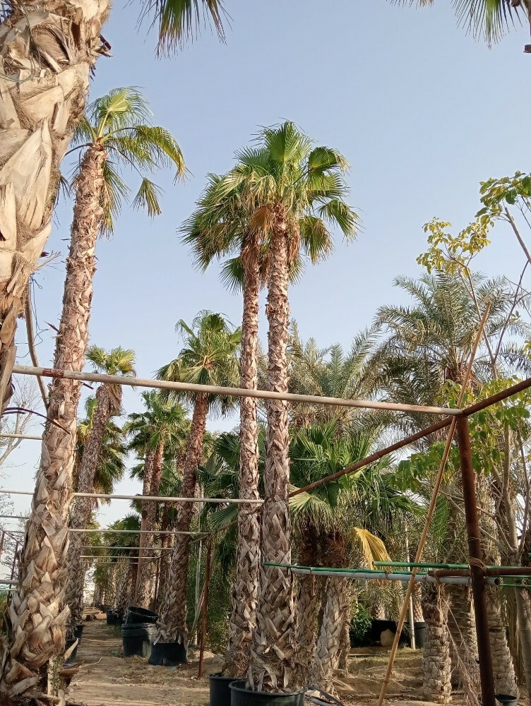 مصمم حدائق  55079950 - 7