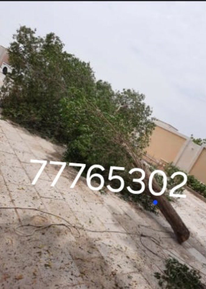 نقوم بتقطيع الاشجار والنخيل - 1