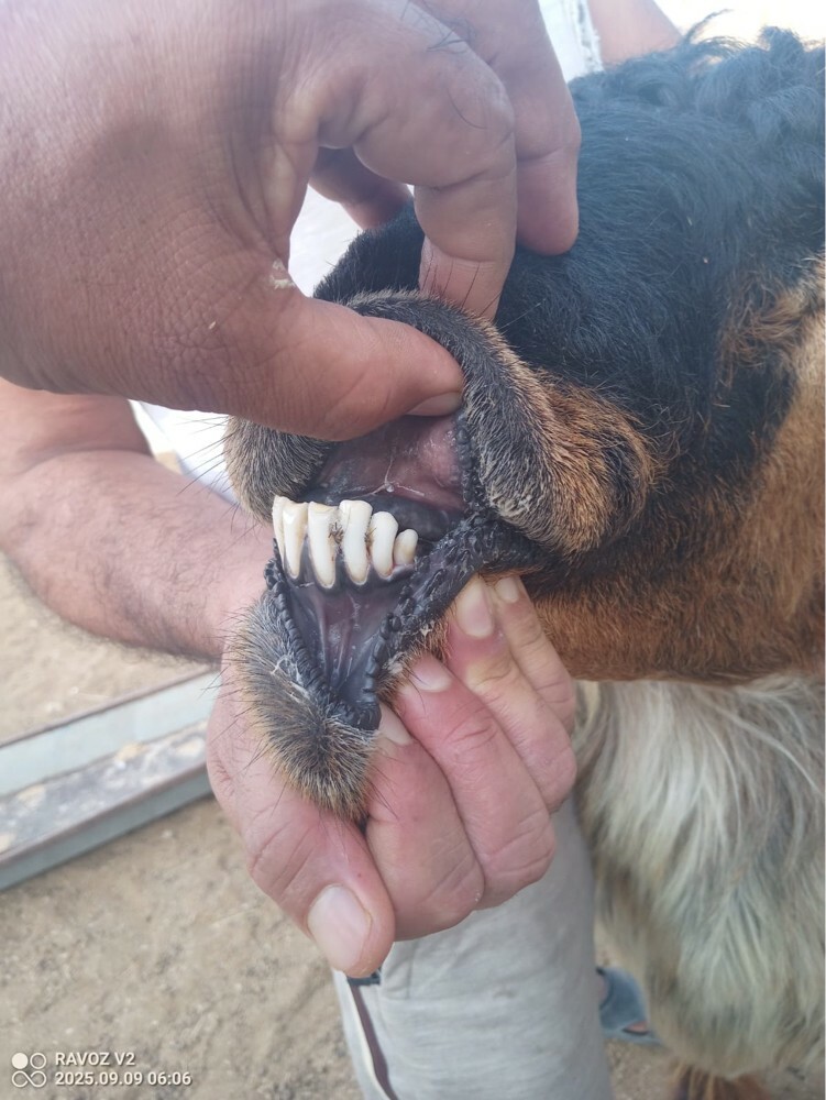 خروف فحل عربي صنف - 2