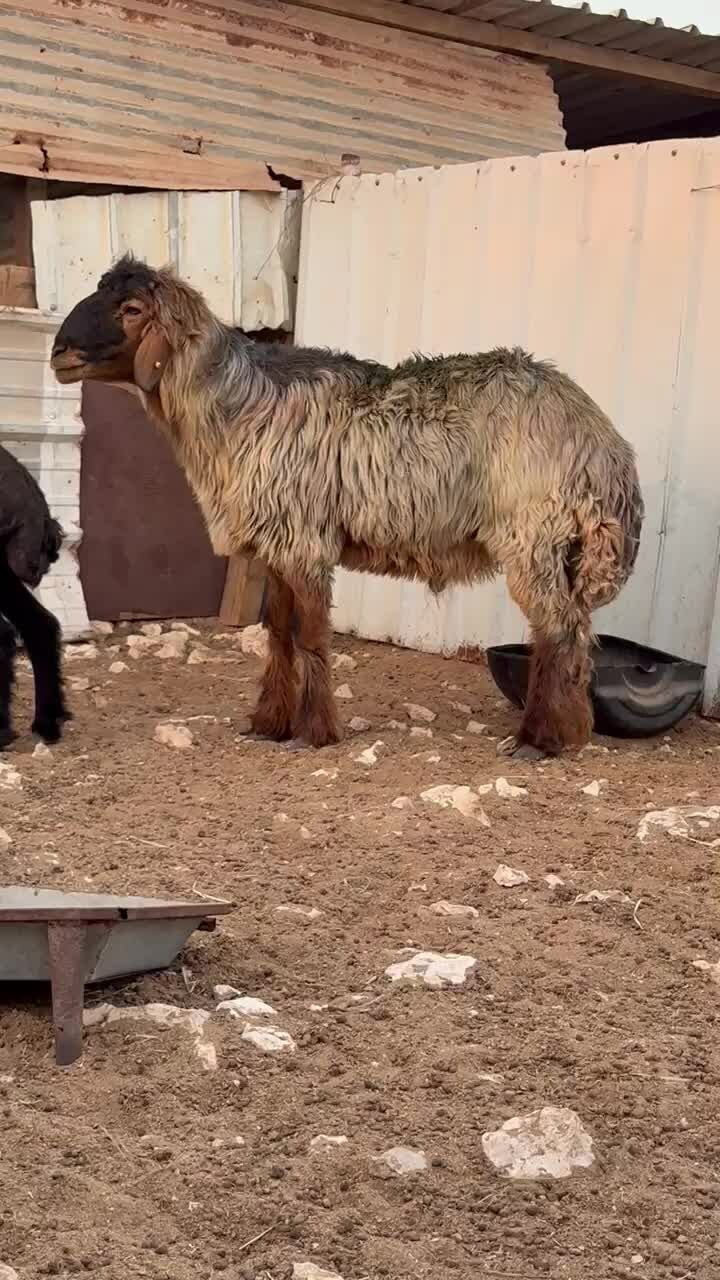 خروف فحل عربي صنف - 1