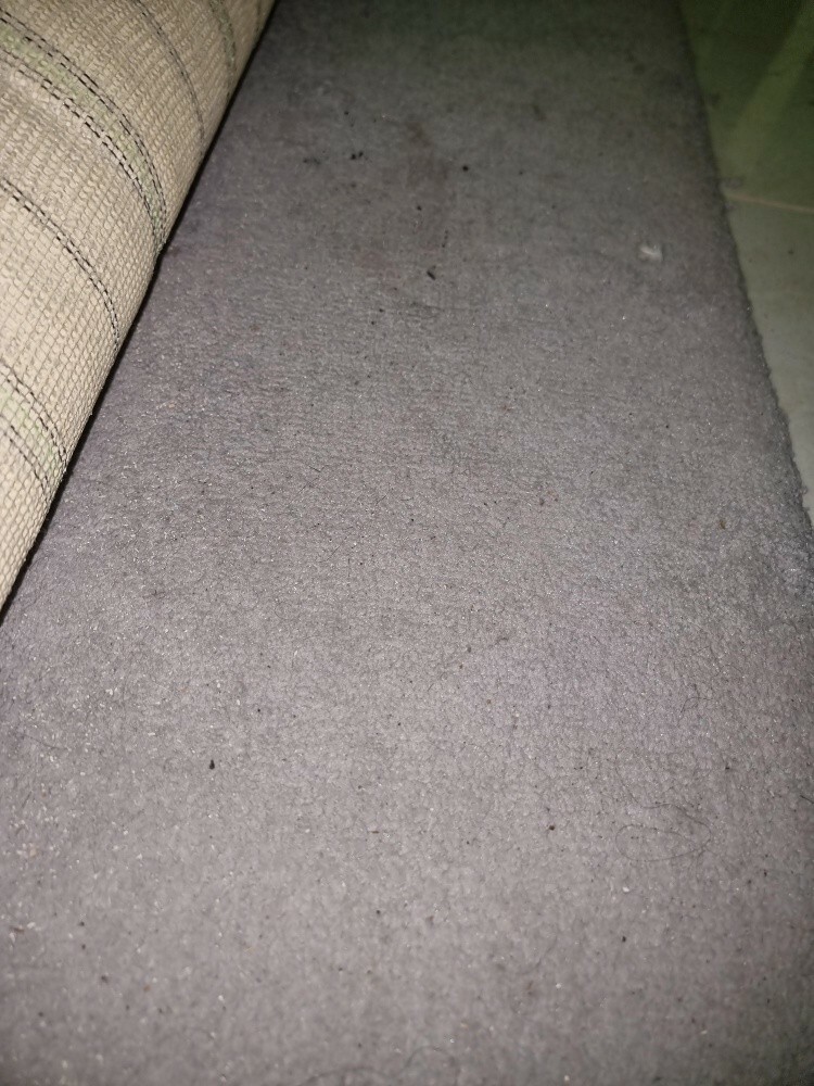 big light grey carpet 4m X 6m - 1