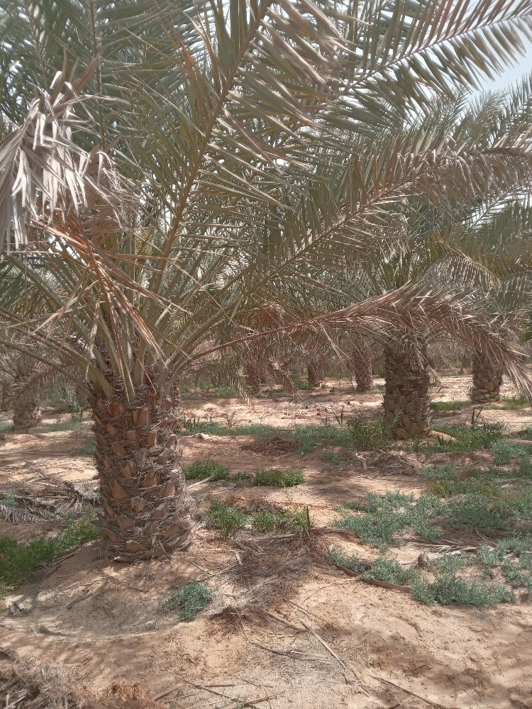 حفر الآبار وتركيب الغطس - 5