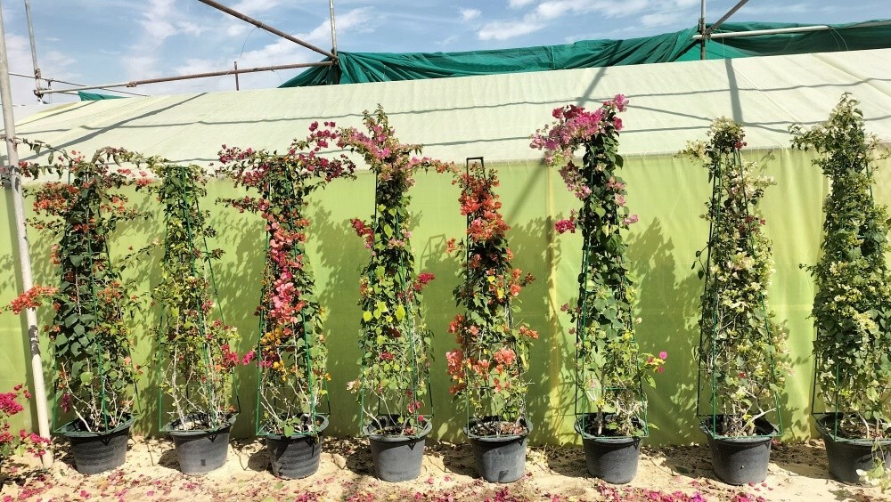 مزارع  55079950 - 8