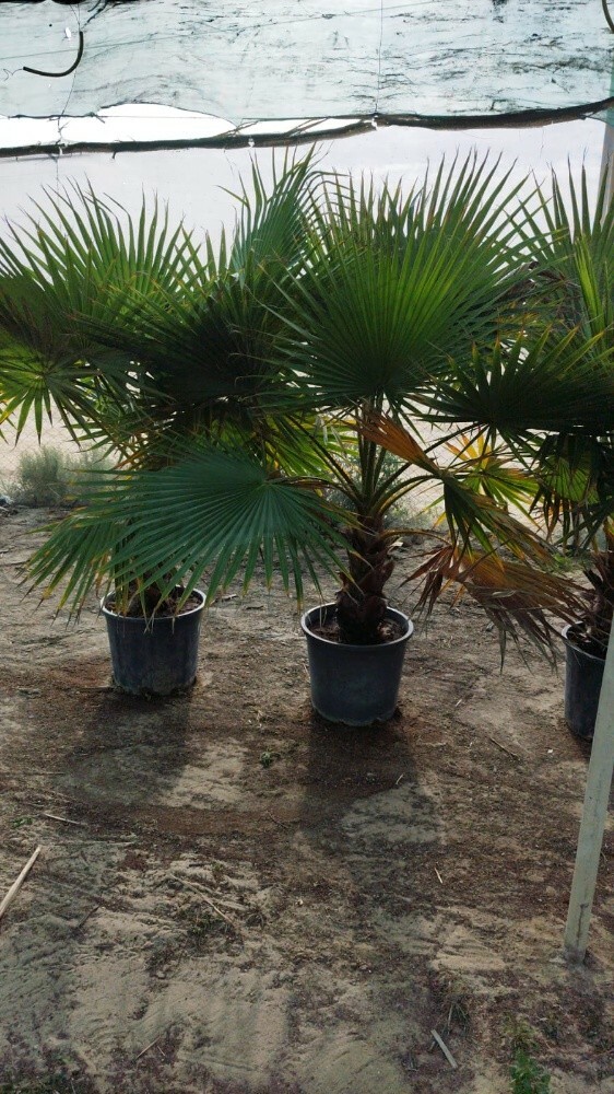مزارع  55079950 - 12