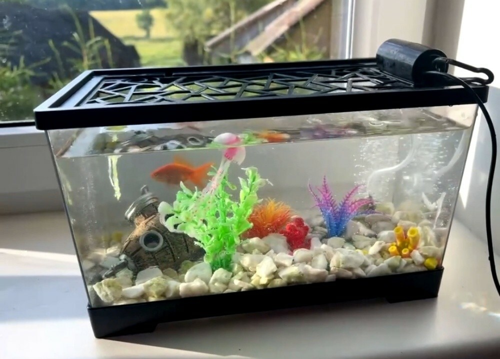 fish tank aquarium desktop - 8