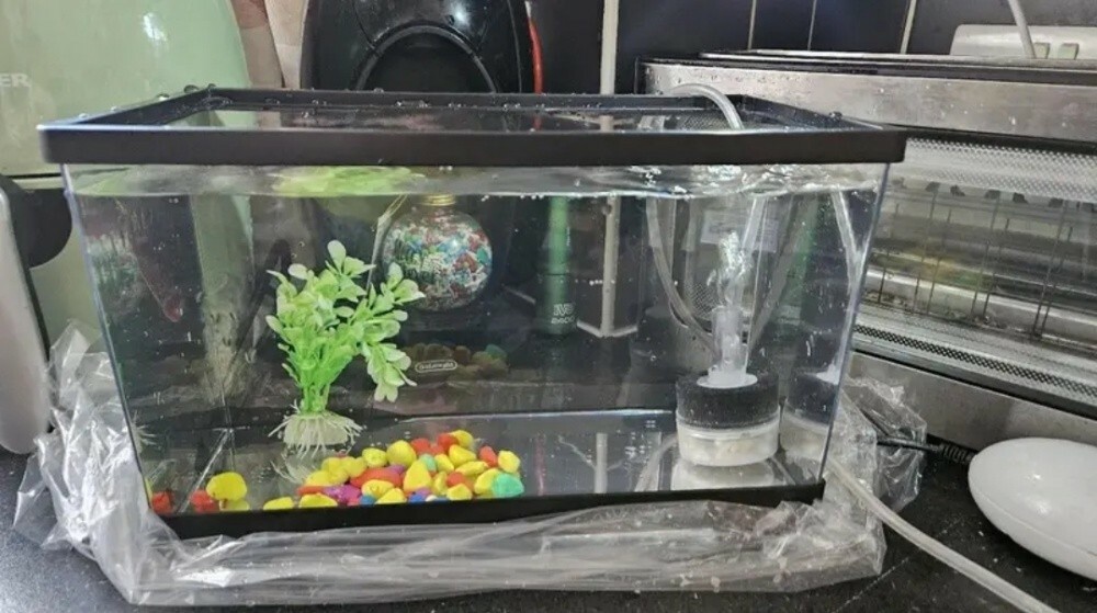 fish tank aquarium desktop - 7
