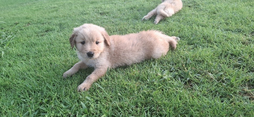 golden retriever - 8