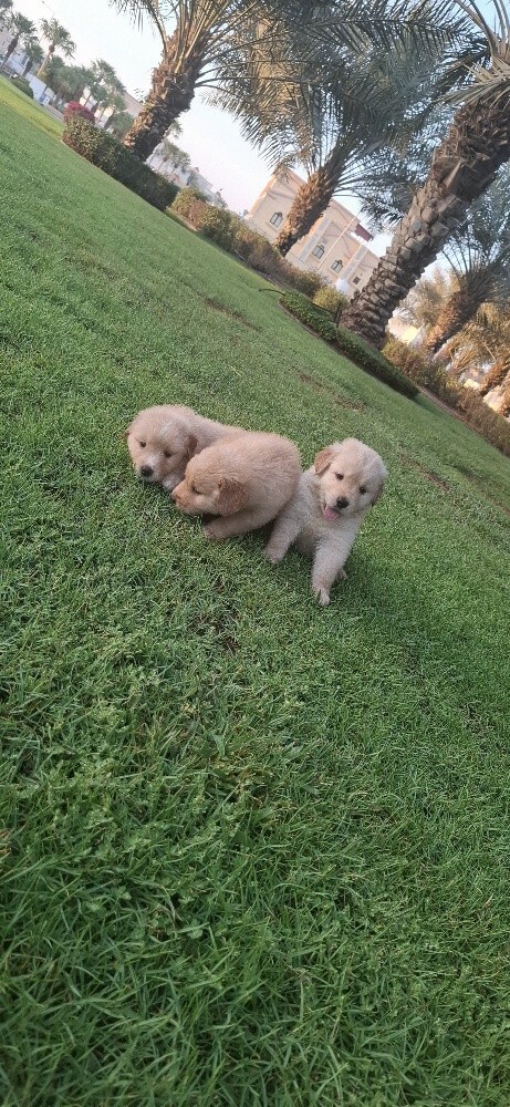 golden retriever - 9