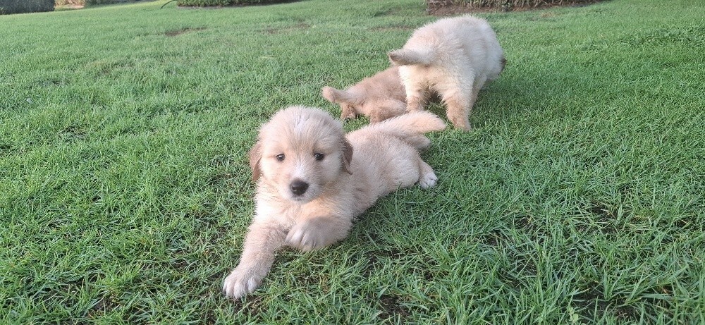 golden retriever - 7