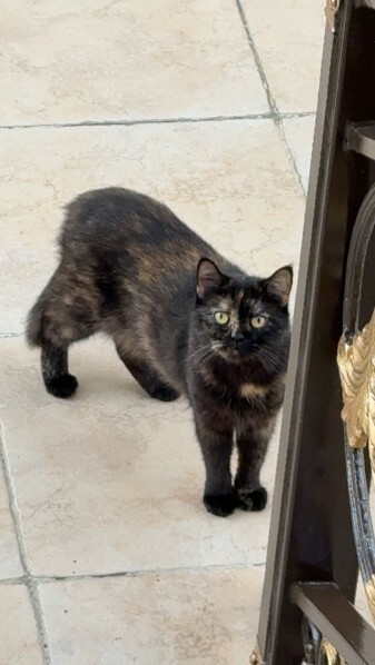 Cat For Adoption! - 5