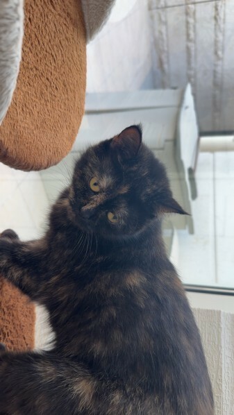 Cat For Adoption! - 6