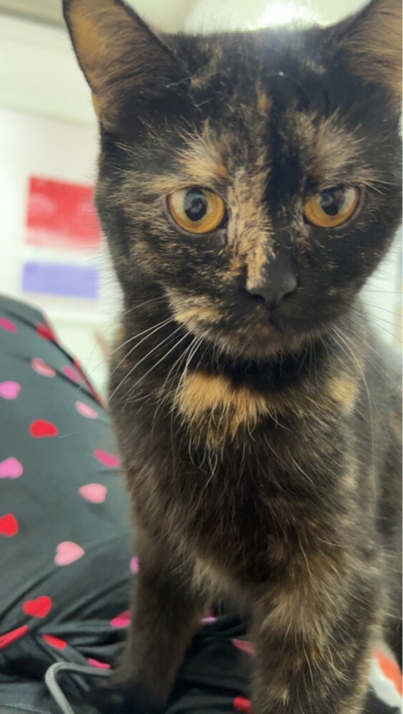 Cat For Adoption! - 3