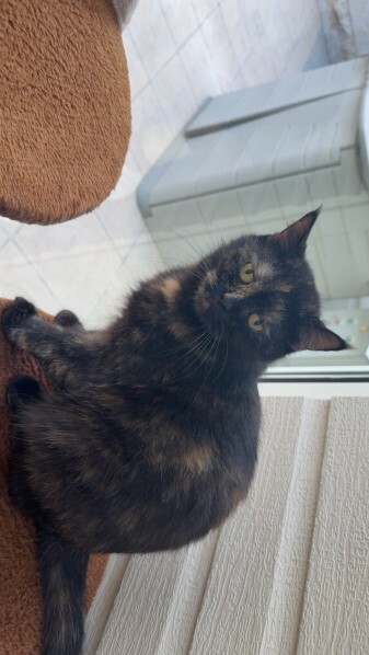 Cat For Adoption! - 7