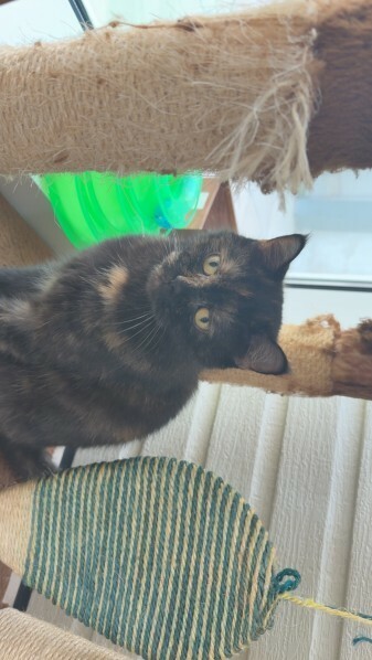 Cat For Adoption! - 2