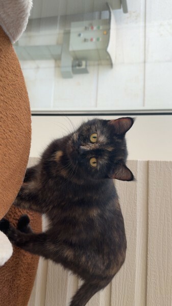 Cat For Adoption! - 8