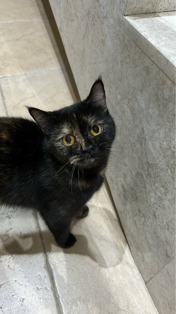 Cat For Adoption! - 1
