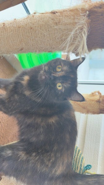 Cat For Adoption! - 4