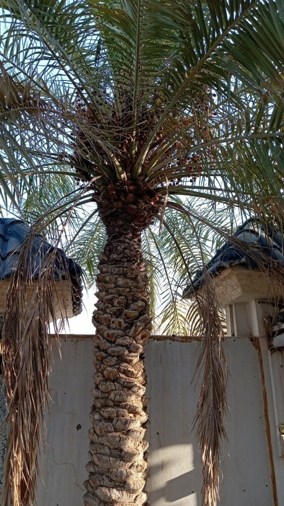 قطع الاشجار ونقل النخيل وزراعته - 3