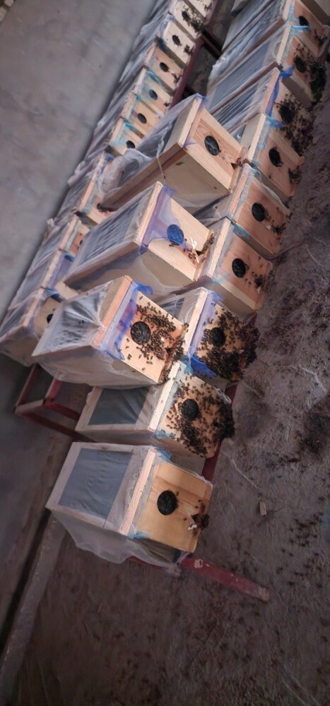 طرود نحل للبيع - 1