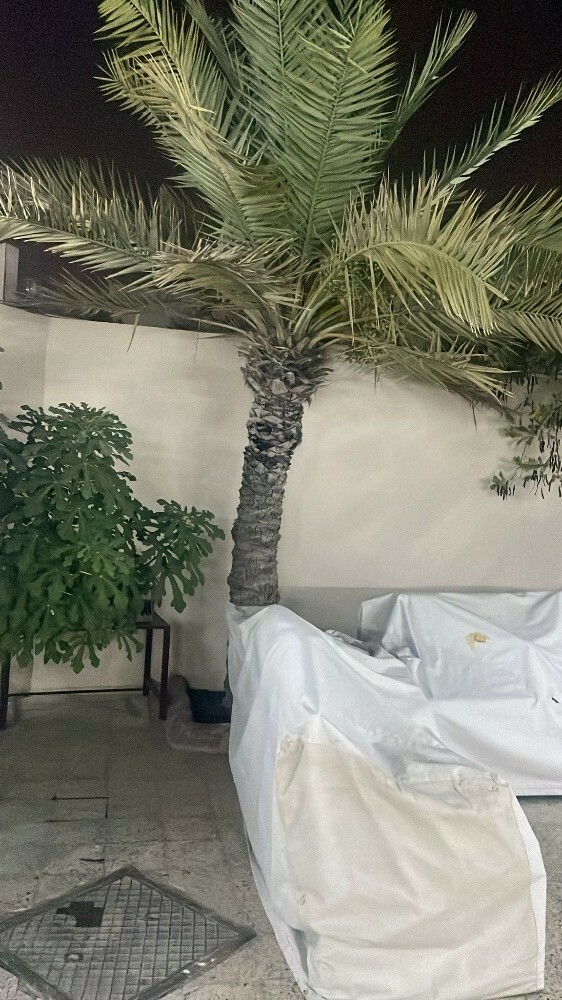 قطع الاشجار ونقل النخيل وزراعته - 2