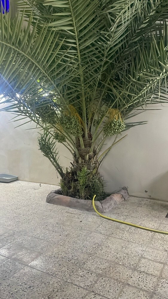 قطع الاشجار ونقل النخيل وزراعته - 3
