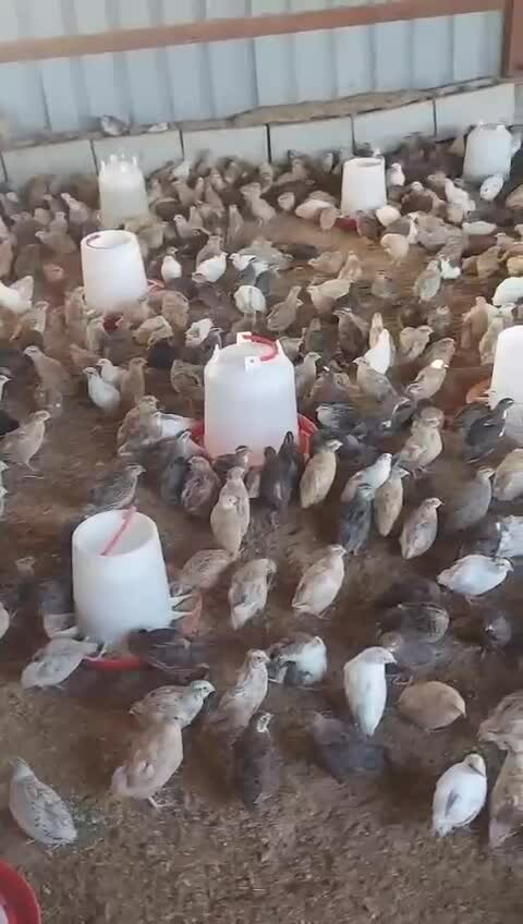 حمام دحول فري رقطه بط بني دجاج - 1