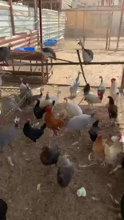 بط فري رقطة حمام دحول دجاج متوفر - 1